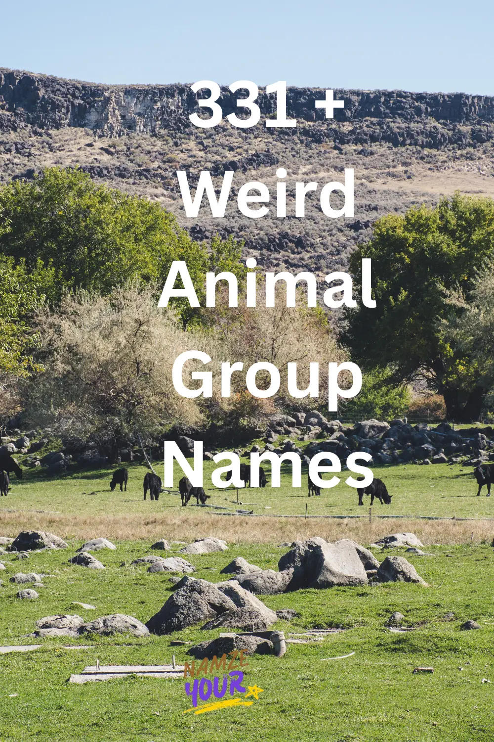 Weird Animal Group Names
